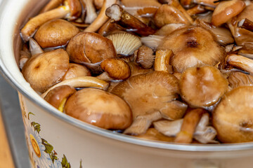 Delicious honey mushrooms in a ceramic plate . Honey fungus (Armillaria mellea) mushrooms in the bowl. Selective focus. Shallow depth of field.Mushrooms in a saucepan.