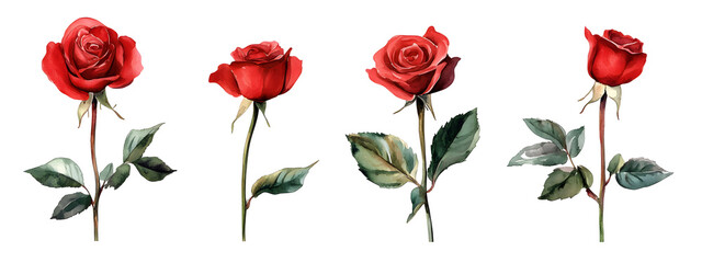Set of red rose flowers watercolor illustrations with green leaves isolated on transparent background, classic romantic floral elements for decoration