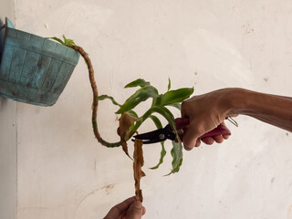 Person pruning a plant with red shears against a white wall background