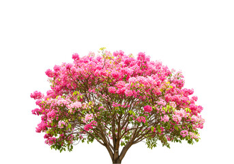 Fototapeta premium Pink Flowering Tree Stunning Image HD Wallpaper on Transparent background