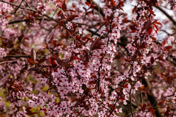 Pink cherry blossom flowers. Floral background