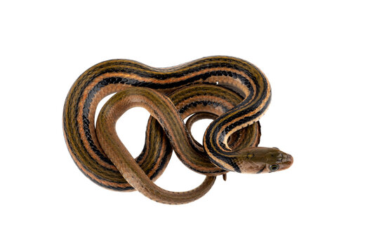 PNG format: Striped Keelback (Xenochrophis vittatus) is a snake native to Indonesia.