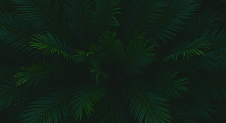 A top down view of dark green foliage with a slightly blurred effect creating a natural texture