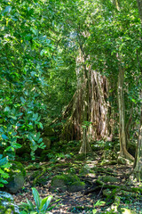 Obraz premium Majestic banyan tree at Kamuihei archaeological site, Nuku Hiva, Marquesas Islands. French Polynesia