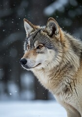 Obraz premium Winter Wolf: Majesty in the Snowfall