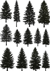 Obraz premium Evergreen Silhouettes
