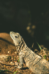 Iguana basking in the sun. The reptile is clearly visible, highlighting its texture,color, and details.A striking wildlife portrait in natural light