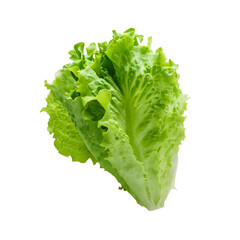 Fresh Green Lettuce on Isolated White Background
