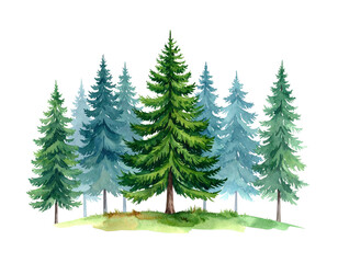 Obraz premium A quiet and beautiful picture of a pine tree. 