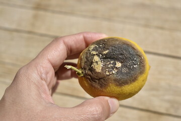 A rotten and moldy lemon in your hand