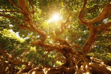 Sunlight streams through ancient tree canopy