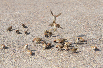 sparrows on the ground
