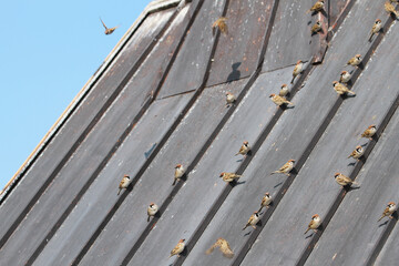 sparrows on the roof