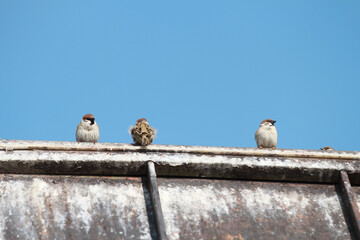 sparrows on the roof