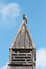 pigeon and sparrows on the roof