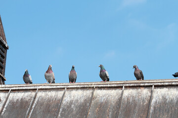 pigeons on the roof