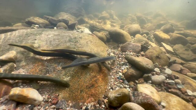 Underwater footage of Brook lampreys at the spawning site. Estonia.