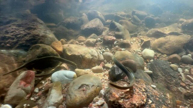 Brook lampreys (Lampetra planeri) fighting in a shallow stream at the spawning site, Estonia.