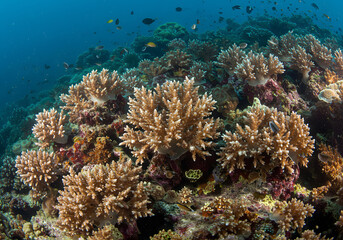 Fototapeta premium Underwater Coral Reef Ecosystem Marine Life, Coral, Fish, Ocean, Aquatic Habitat, Sea Animals, Marine Biology.