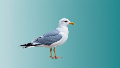 Seagull Standing In Tranquil Coastal Environment With Gradient Background