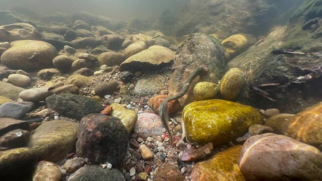 Brook lamprey (Lampetra planeri) skillfully removing stones at the spawning site, Estonia.