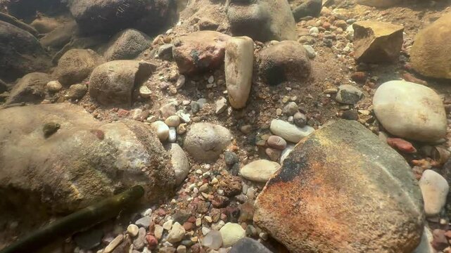 Brook lamprey (Lampetra planeri) fighting at the spawning site.