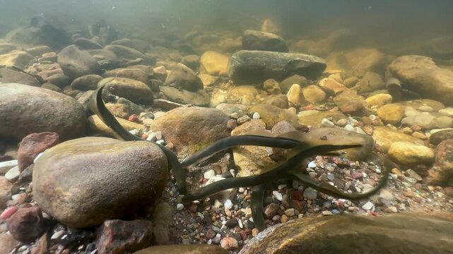 Underwater footage of Brook lampreys preparing the spawning site. Estonia.