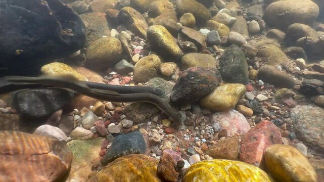 Two Brook lampreys (Lampetra planeri) at the potential spawning site. Estonia.