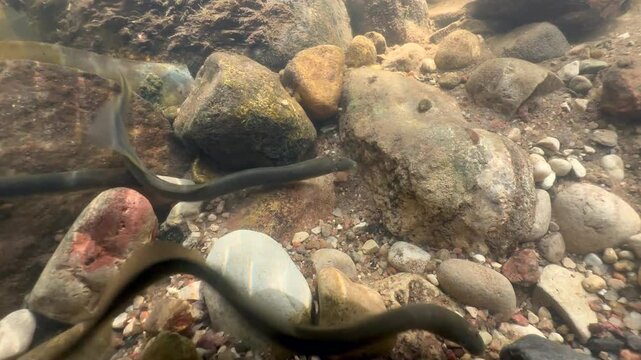 Brook lamprey (Lampetra planeri) removing stones at the spawning site. Estonia.