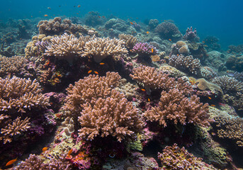 Underwater Coral Reef Ecosystem Vibrant Marine Life and Healthy Coral with Fish.