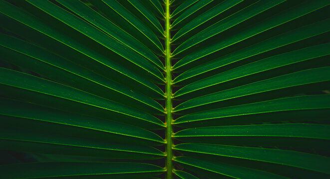 Close up of a vibrant green palm leaf showcasing its intricate veins and symmetrical structure clearly