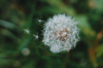 dandelion on green background
