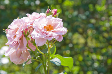満開のピンクの薔薇のアップ