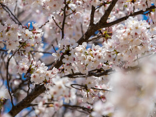 満開に咲いた桜の花