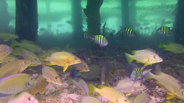 Sergeant Major Fish And Schoolmaster Snappers Swimming Under The Pier Through Wood Pilings. - underwater shot