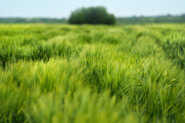 Cultivated agricultural barley plantation field, closeup of green ears of cereal crops