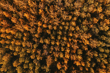 Aerial shot of cottonwood forest landscape in autumn, top view