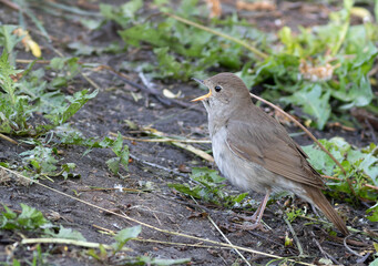 Thrush Nightingale, Luscinia luscinia. A bird sits on the ground and sings