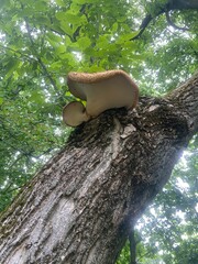 Stunning Forest Scene Featuring a Large Mushroom Growing on a Tree Trunk, Capturing the Beauty and...