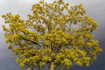 Robinia pseudoacacia. False acacia covered in leaves in spring.