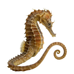 Fototapeta premium Sea horse isolated on transparent background