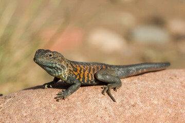 Red-barred Dragon