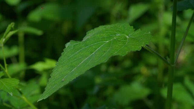 Golden Dead Nettle in natural ambient, spring, leaves (Lamium galeobdolon) - (4K)