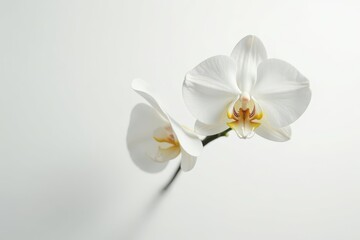 Delicate white orchid blossom on pure white background, peaceful, elegant, plant