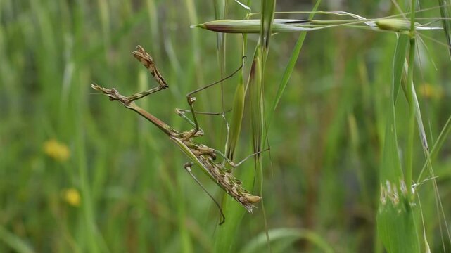 A female of conehead mantis (Empusa pennata) sitting on the herb
