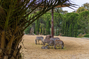 Izmir, Turkey - May 1, 2025: zebras with their offspring relaxing in the shade of the sun in Izmir Wildlife Park