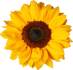 Fototapeta premium Sunflower Isolated From Background