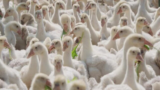 A group of white goslings are drinking water and eating.