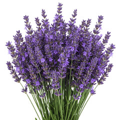 Naklejka premium lavender flowers isolated on white
