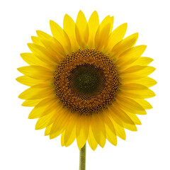 Obraz premium sunflower on white background